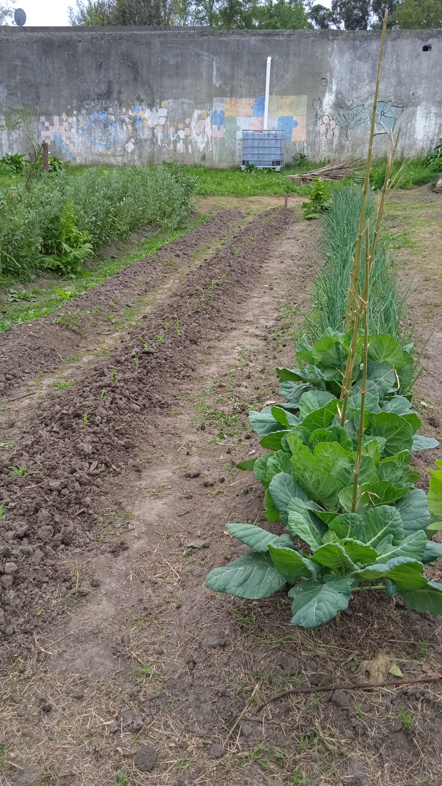 HUERTA COMUNITARIA 